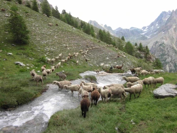 Trekking, The mountain pastures of Valle Stura